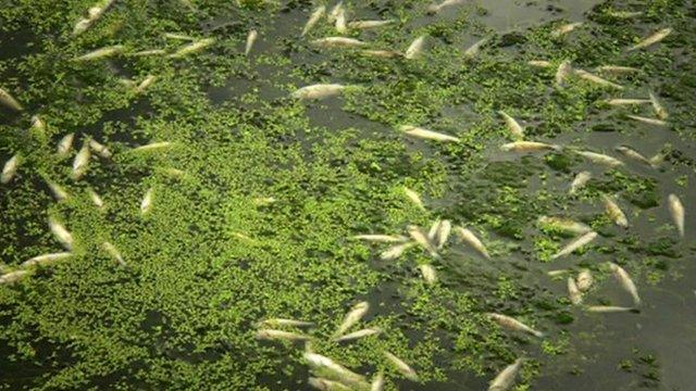 Hundreds of dead fish in a river