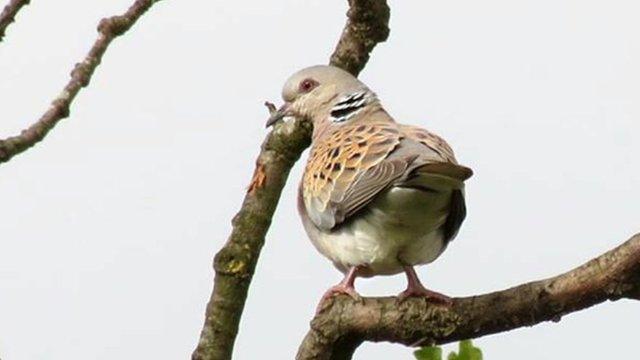 Turtle dove bird watchers flock to Otmoor nature reserve