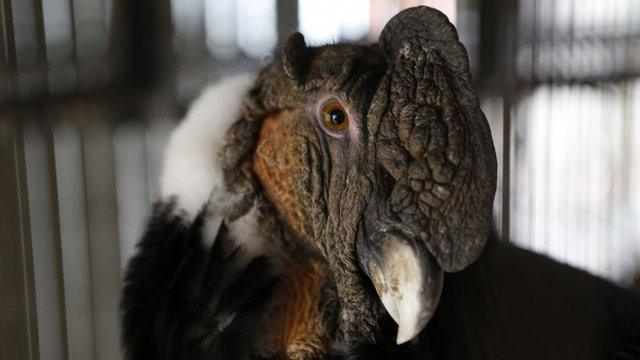 An Andean Condor