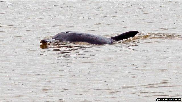 Dolphin on Dee (Pic: @RussellMBaker)