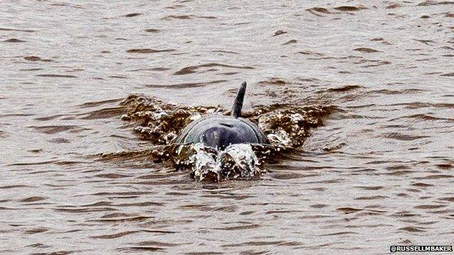 Dolphin on Dee (Pic: @RussellMBaker)