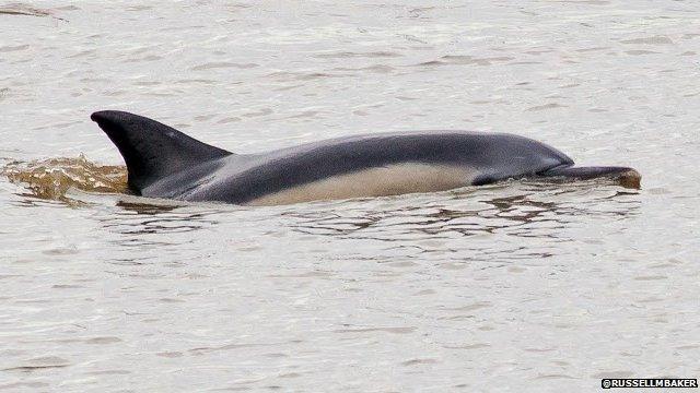 Dolphin on Dee (Pic: @RussellMBaker)