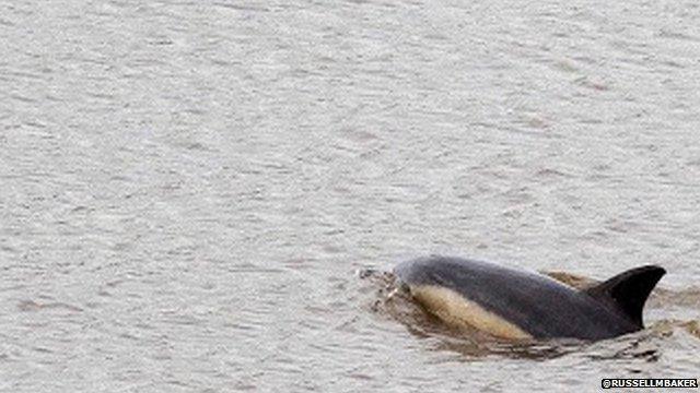 Dolphin on Dee (Pic: @RussellMBaker)