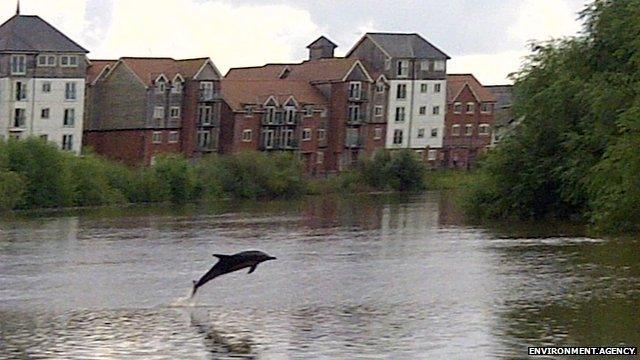 Dolphin on River Dee