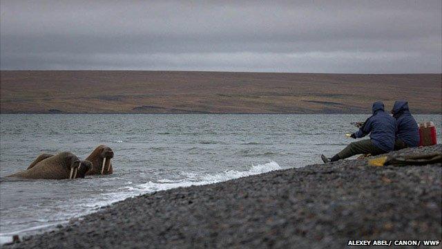 Walrus in Taimyr Peninsula