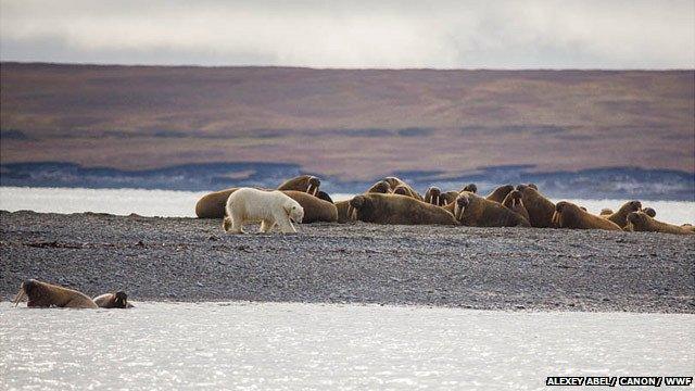 Polar bear and walrus, Cape Tsvetkov