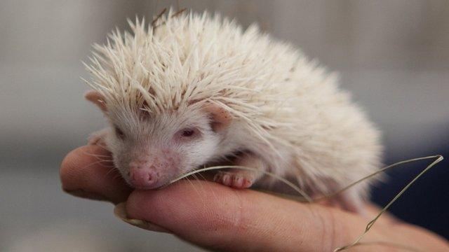 A visitor holds one of the albino hedgehogs