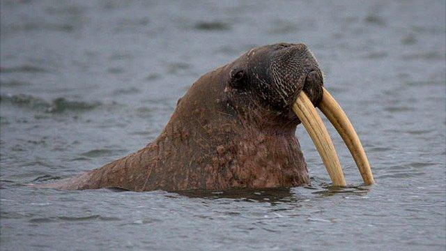 Walrus in Taimyr Peninsula