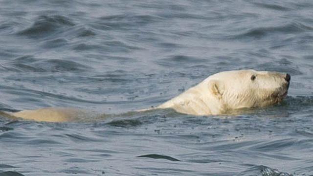 Polar bear at Cape Tsvetkov, 21 Aug 13