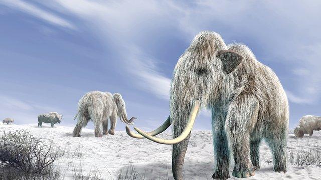 Woolly Mammoth