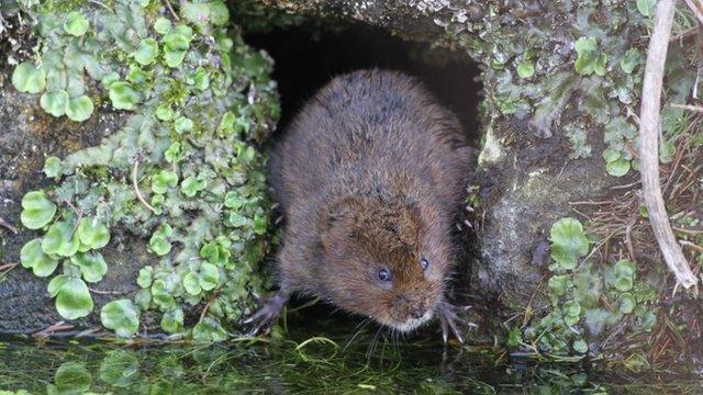 Water vole