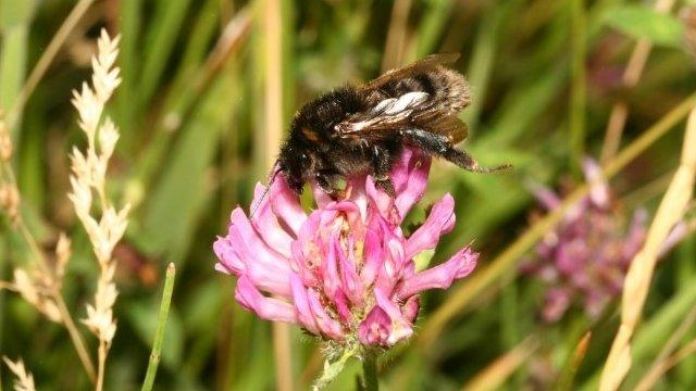 Short-haired bumblebee