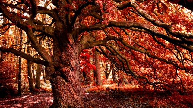 A magnificent tree in autumn foliage, this photo is by Iwan Williams and was taken at Treborth, Bangor