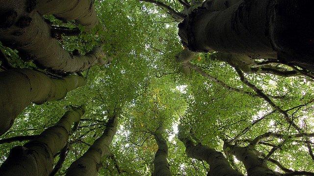 Multi-stemmed beech tree (Image: BBC)