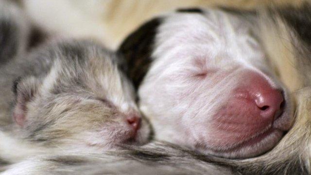 Kitten and puppy (file pic)