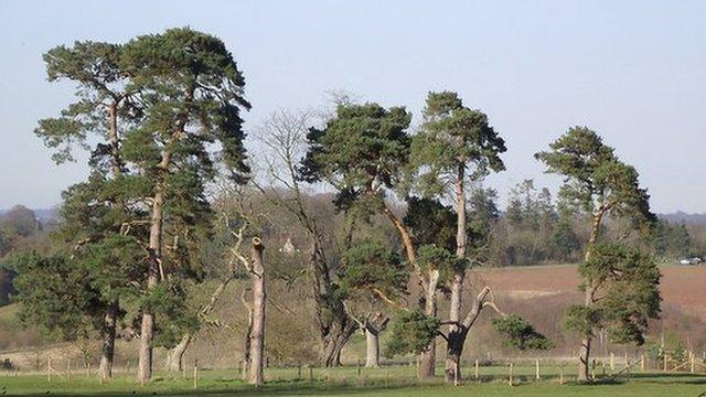 Line of Scots pine trees