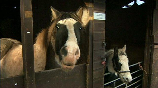 Two horses in a stable