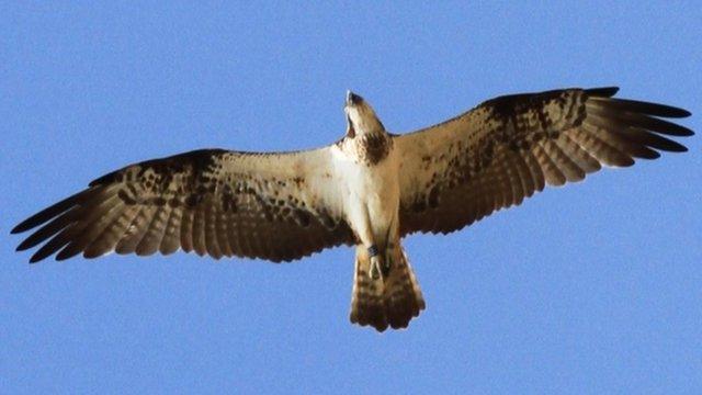 Kielder osprey seen in Senegal