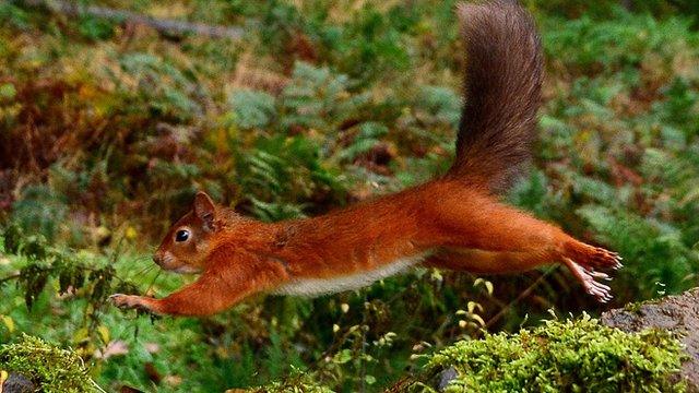 A red squirrel