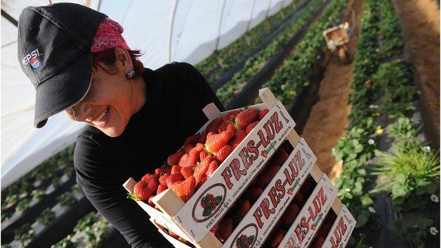 A Romanian fruitpicker in Spain