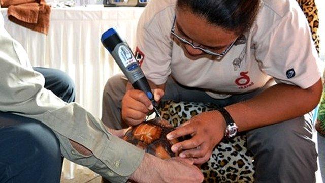 Tortoise being tattooed