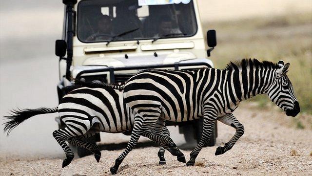 Zebra crossing a road in the Serengeti national park, Tanzania