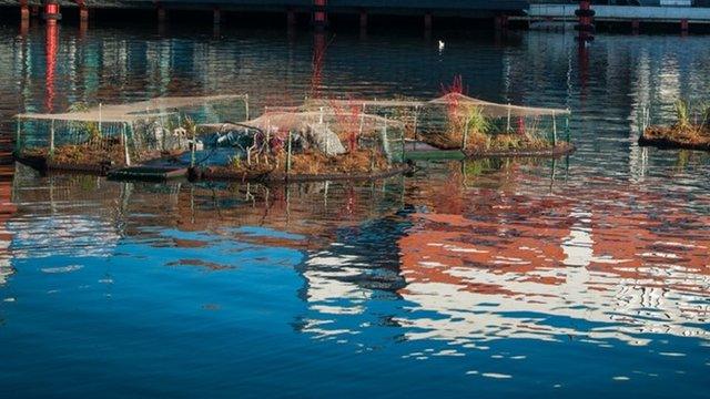 Floating islands for swans built on Brayford Pool in Lincoln