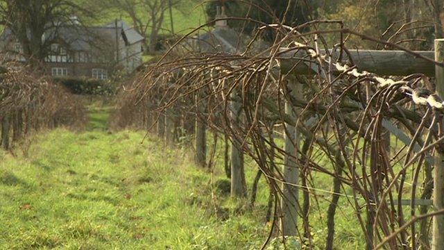 Vines in Wales