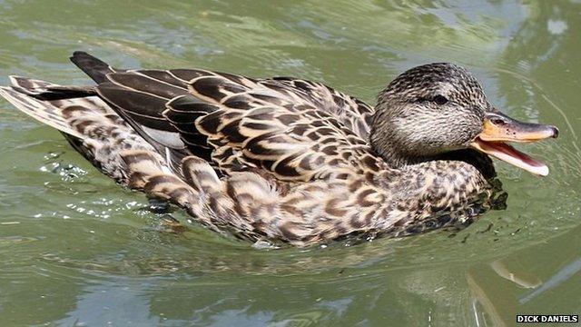 Female Gadwell duck