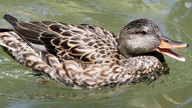 Female Gadwell duck