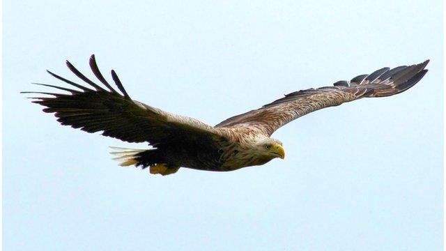 Sea eagle