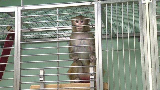 Monkey in cage