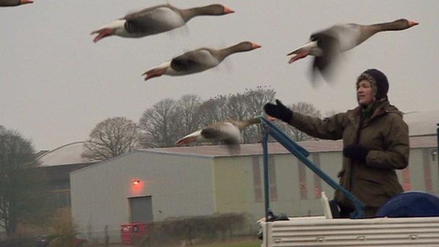 Geese follow 'human mum'