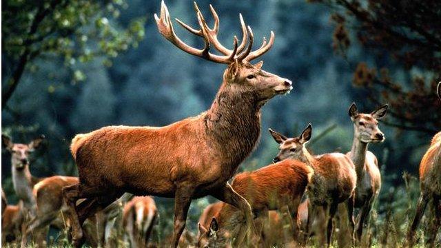 Red deer stag in front of a herd of hinds