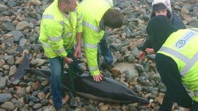 Bottle-nosed dolphin surrounded by people