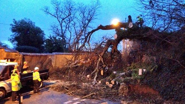 Fallen oak tree, Kenton, Devon, 15 Feb 2014