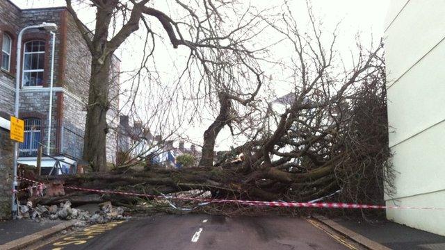 Fallen tree, Hyde Park, Plymouth, 15 Feb