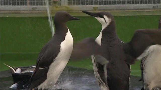 Rescued guillemots at West Hatch