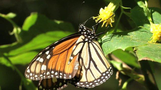 Butterfly on leaf