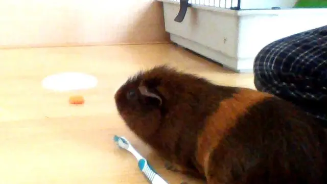 Guinea pig