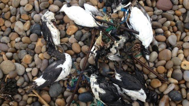 Dead birds on Chesil Beach