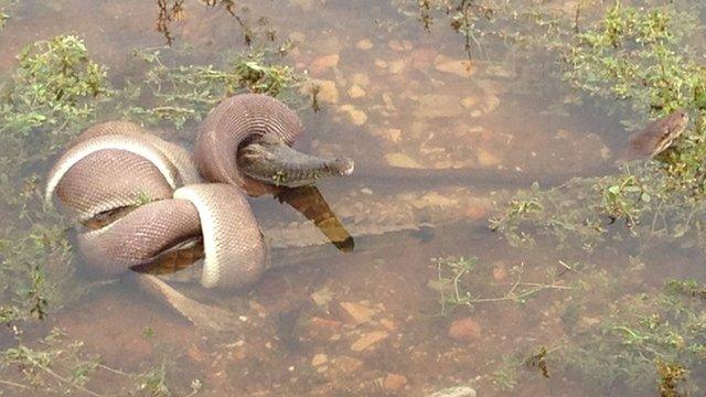 The snake curls itself around the crocodile at Lake Moondarra on 2 March 2014