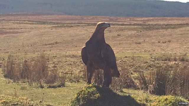 Golden eagles spotted at Llanllwni in Carmarthenshire