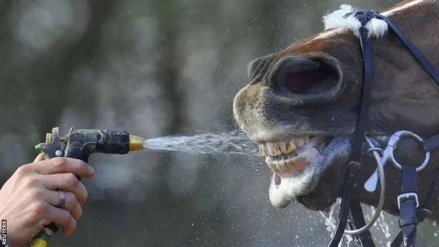 Horse being cleaned at Cheltenham