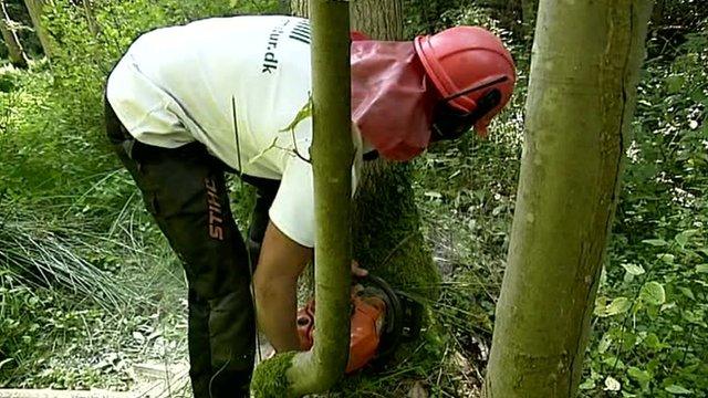 man cutting trees