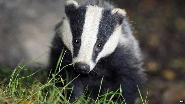 Badger