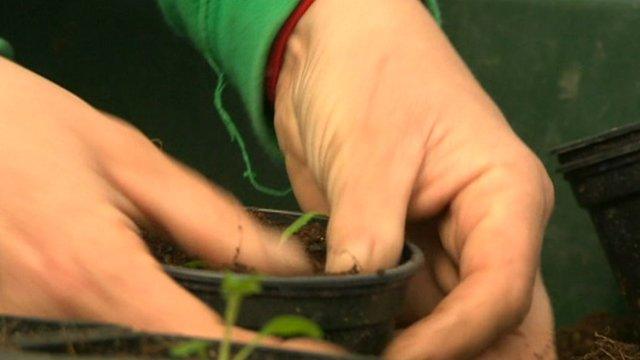 Hands in pot