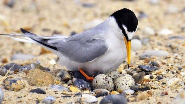 A little tern with eggs