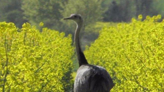 Rita the Rhea