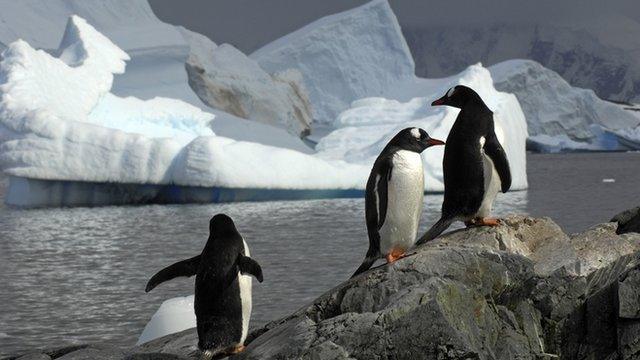 Penguins on Antarctica